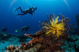 dive guide guiding