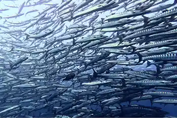 school of barracudas