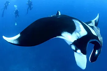 manta + divers at Koh Bon