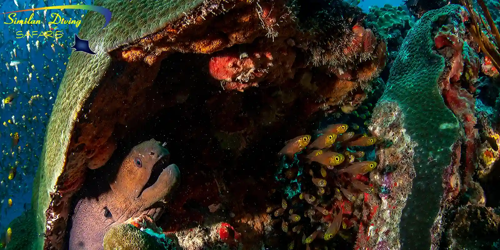Moray eel hidden looking out