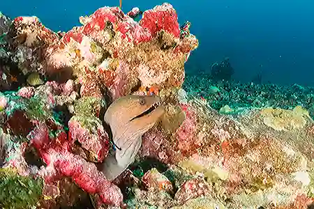 moray eel 