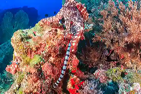 octopus with seasnake