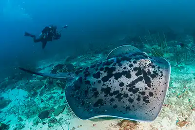 blotched fantail ray
