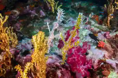 ghostpipe fish