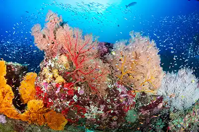 soft and hard coral hideway