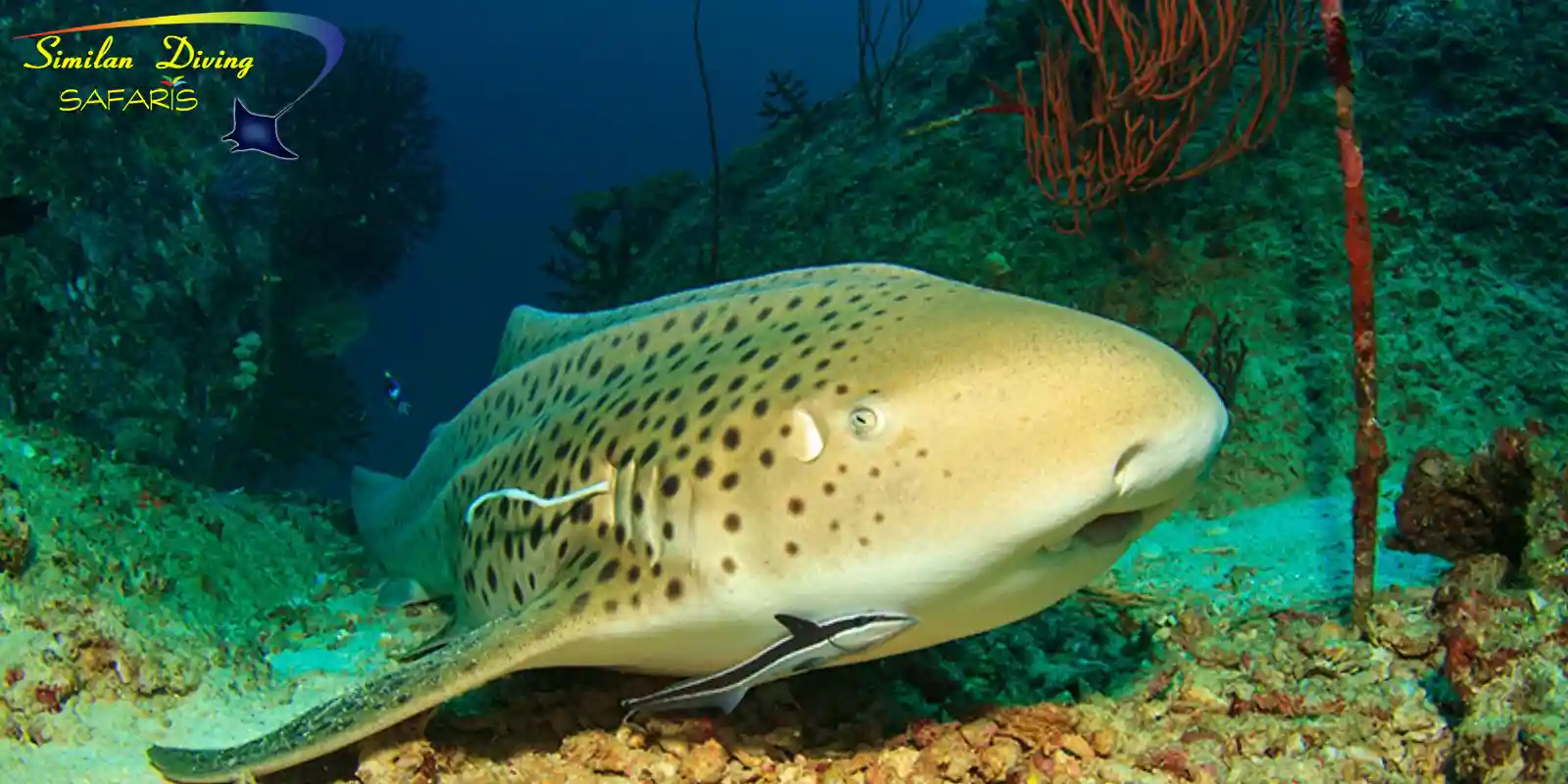 leopard shark