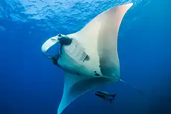 manta at koh bon
