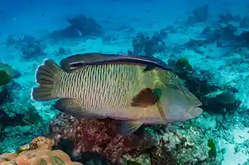 napoleon wrasse