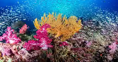 soft coral