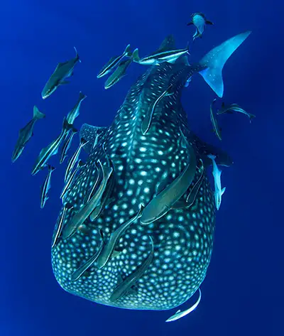 whaleshark