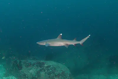 white tip shark