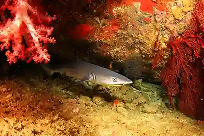 white tip shark