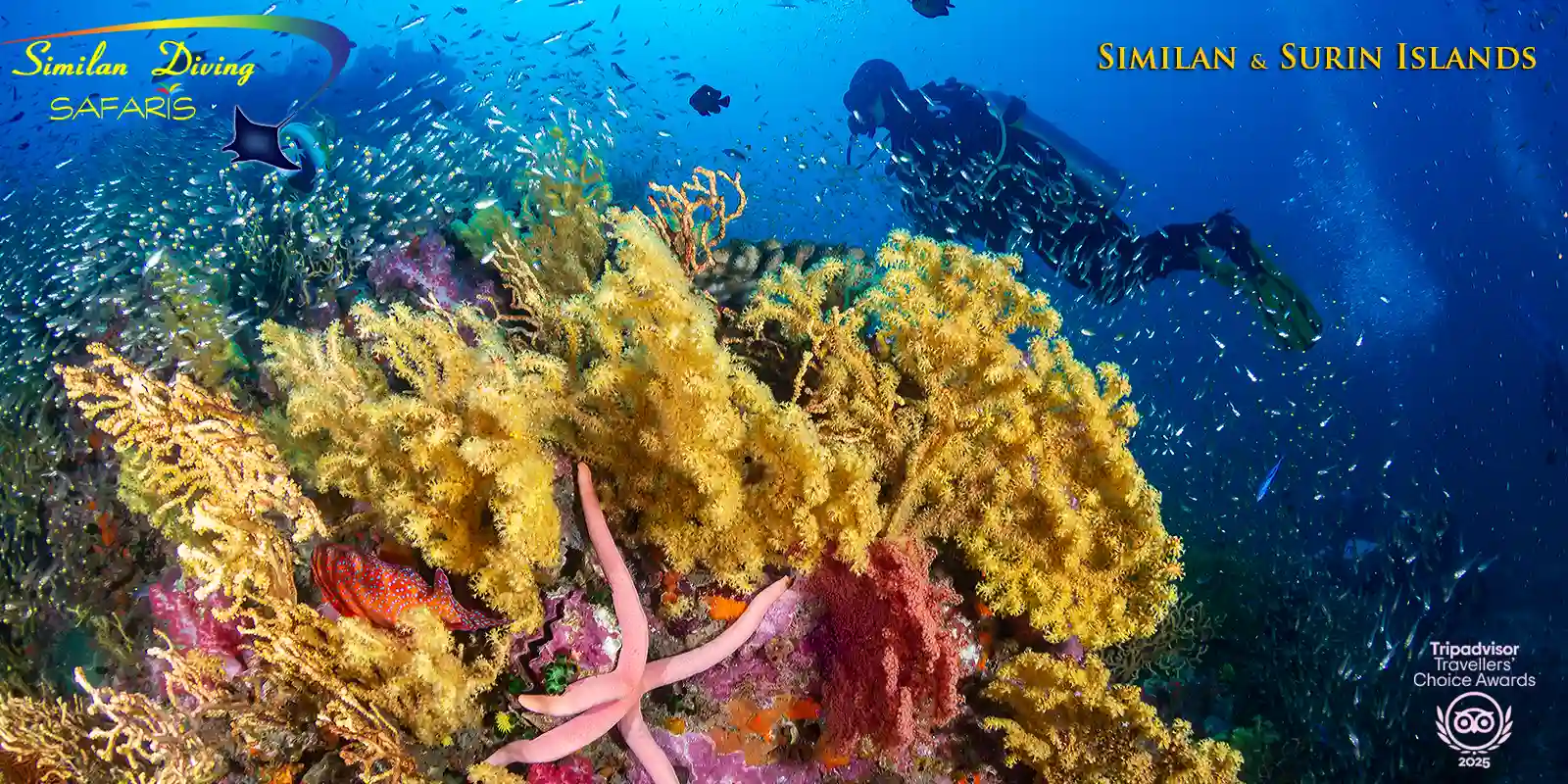 Seastar on coral at Surin Islands with diver