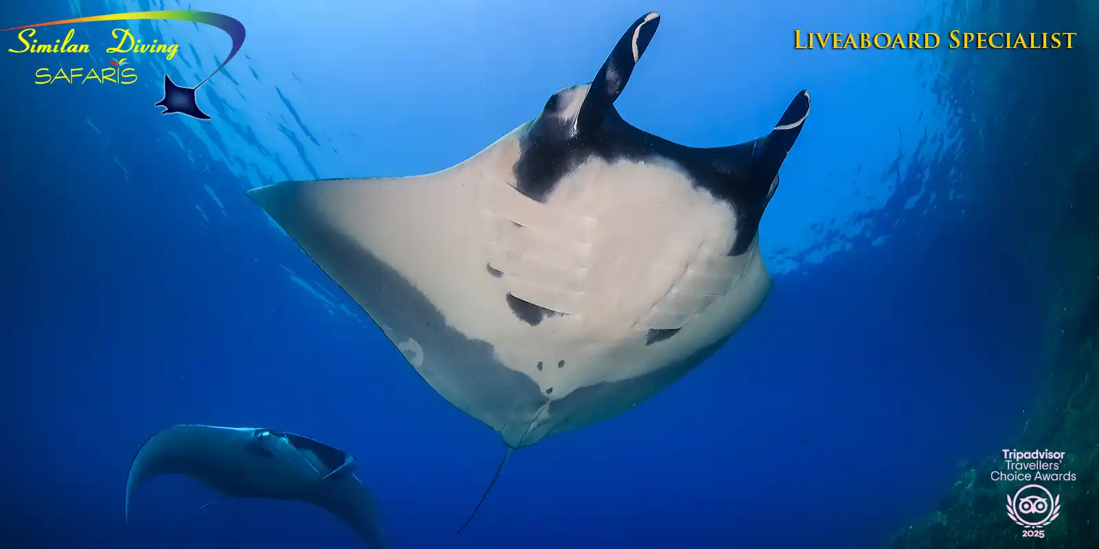 Manta Rays at Koh Bon with Similan Diving Safaris