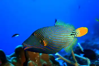 orange striped trigger fish