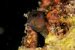 blenny