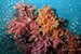 corals
