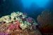 hard coral