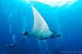 manta ray