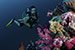 octopus with diver
