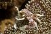 porcelain crab