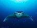 Manta Ray