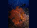 corals Similans