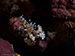 harlequin shrimp