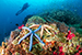2 sea stars