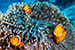 3 clown fish