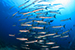 school of barracudas