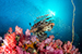 common lionfish