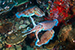 cuttle fish mating