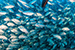 school of jackfish