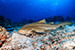leopard shark