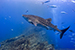 whale shark