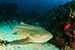 leopard shark