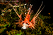 lion fish