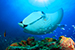 manta ray