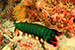 mantis shrimp