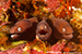 moray eels
