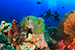 octopus with divers