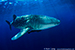 whale shark