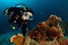 bearded scorpion fish