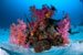 hard and soft corals Similans