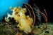 soft corals