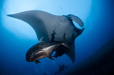 Manta ray with trevally