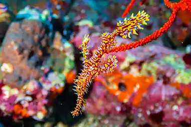 ghostpipe fish